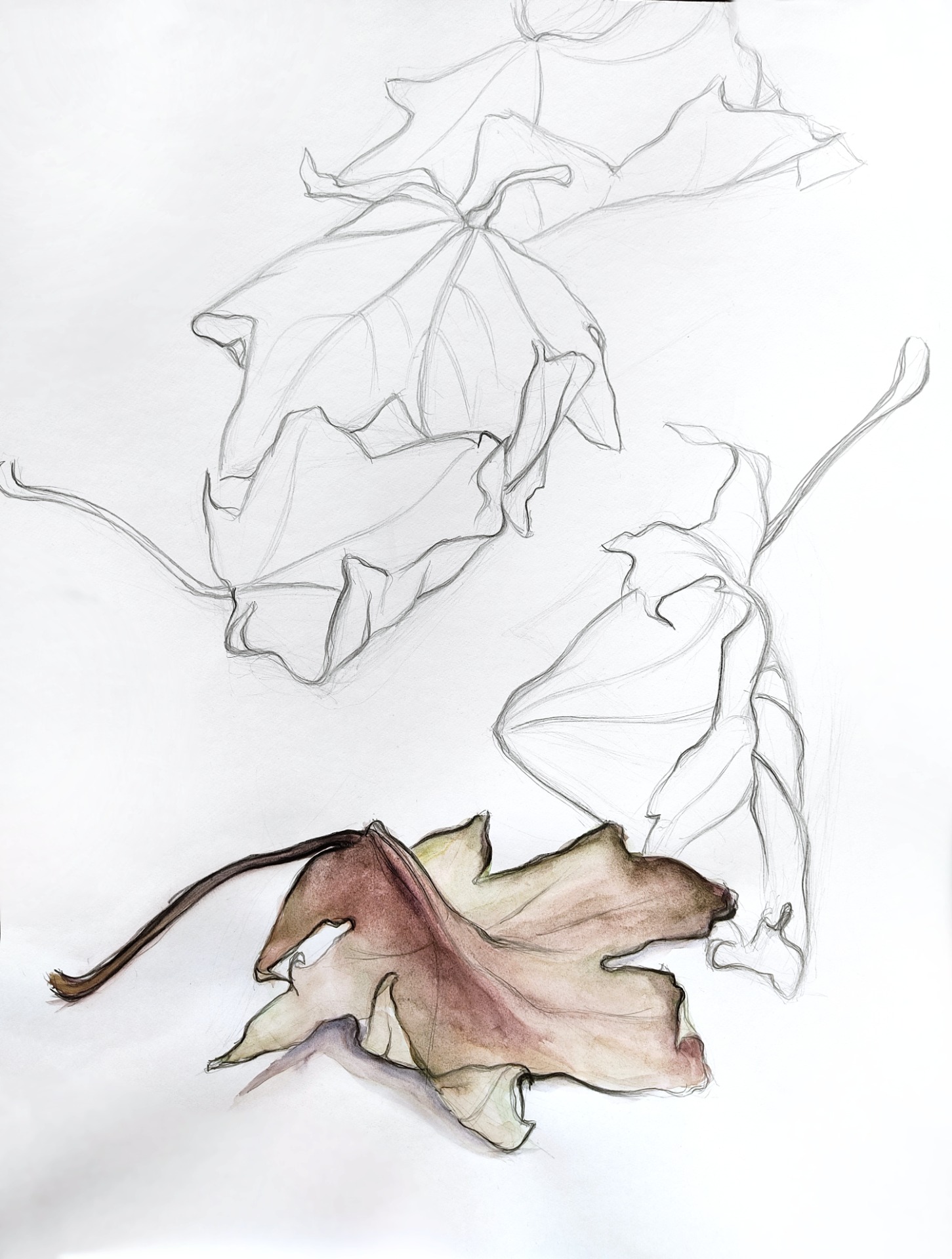 Kolorovaná kresba - listy